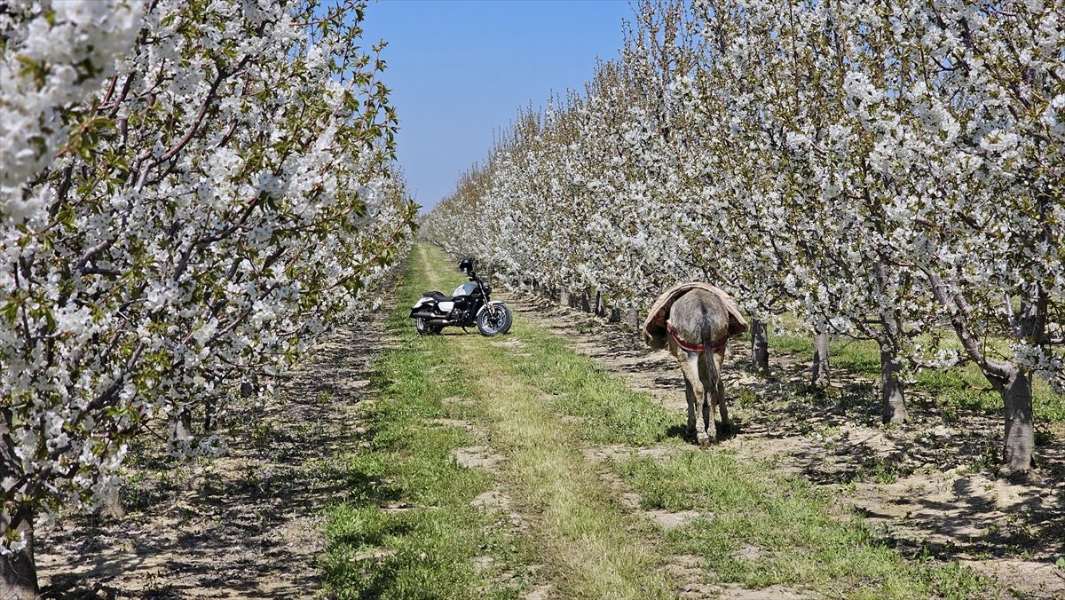 A A 20260428 41233329 41233325 A F Y O N K A R A H I S A R D A 5 G E L E N E K S E L S U L T A N D A G I K I R A Z C I C E G I F O T O S A F A R I E T K I N L I G I Y A P I L D I