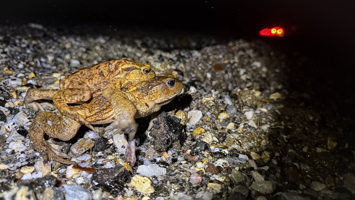 Kurbağa Göçü (3)