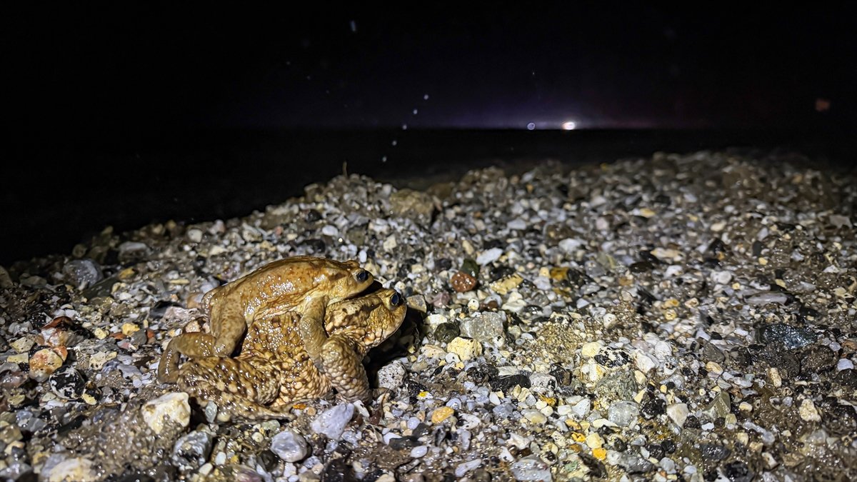 Kurbağa Göçü (5)