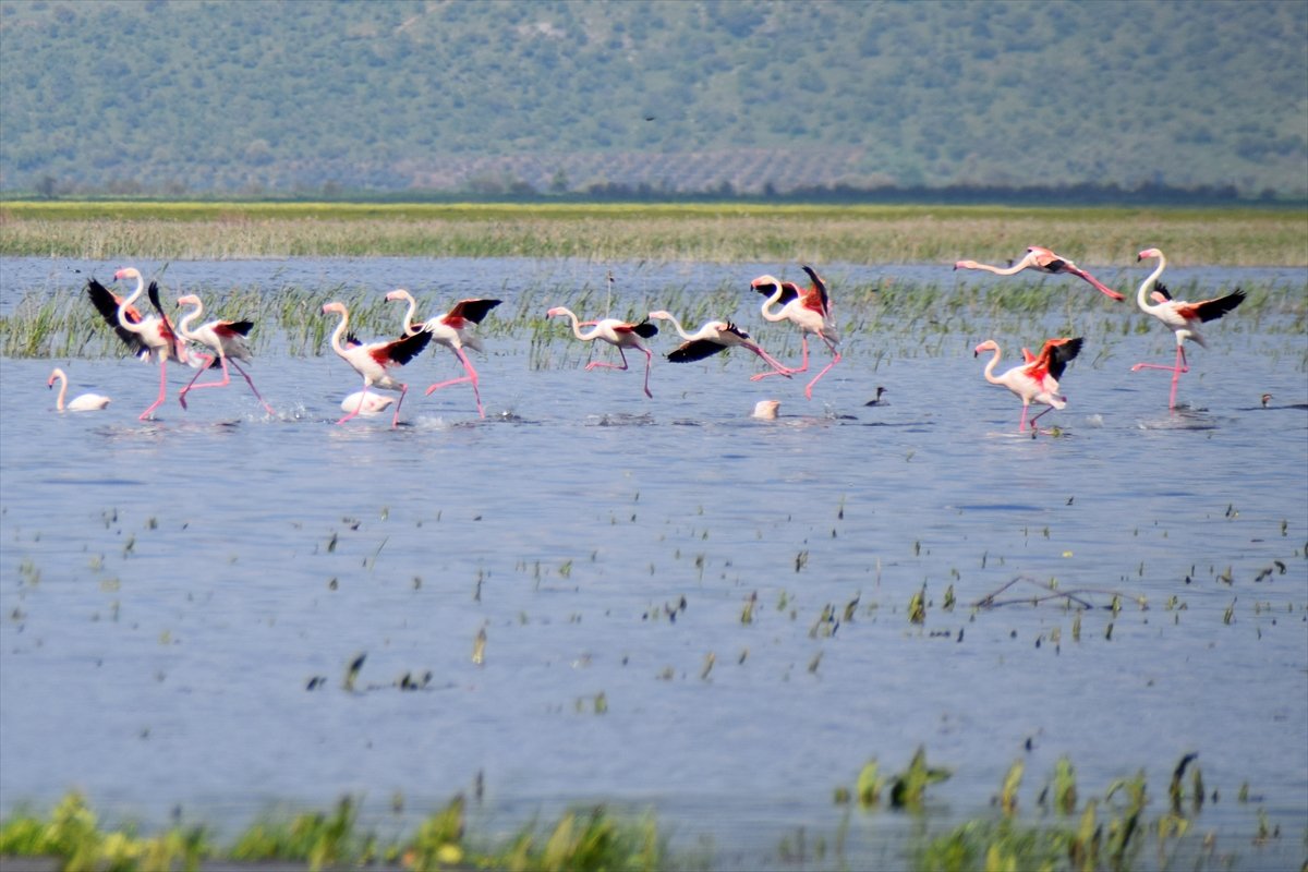 Marmara Gölü Kuş Gölmarmara (14)