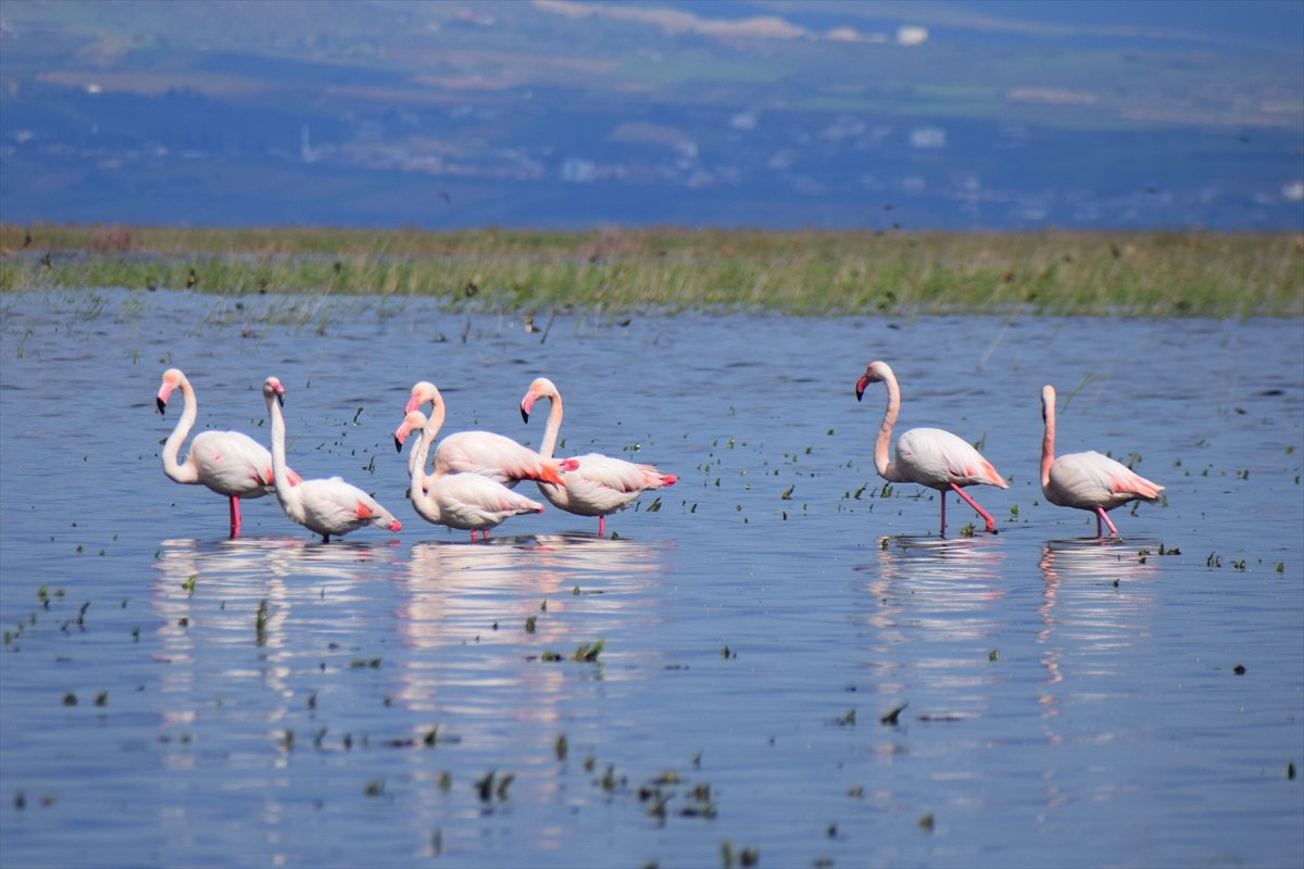 Marmara Gölü Kuş Gölmarmara (4)