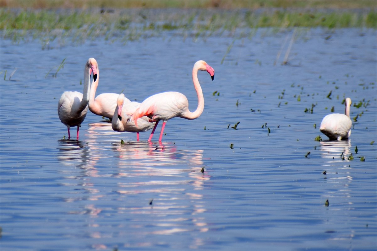 Marmara Gölü Kuş Gölmarmara (9)