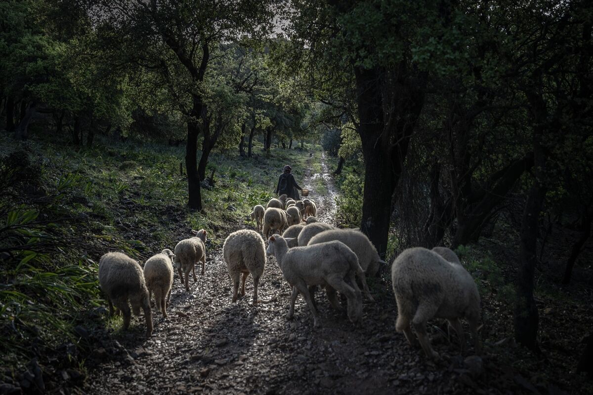 Çobanlar Denizli Göç Yolu Koyunlar Teknenin Içinde Duruyor (25)