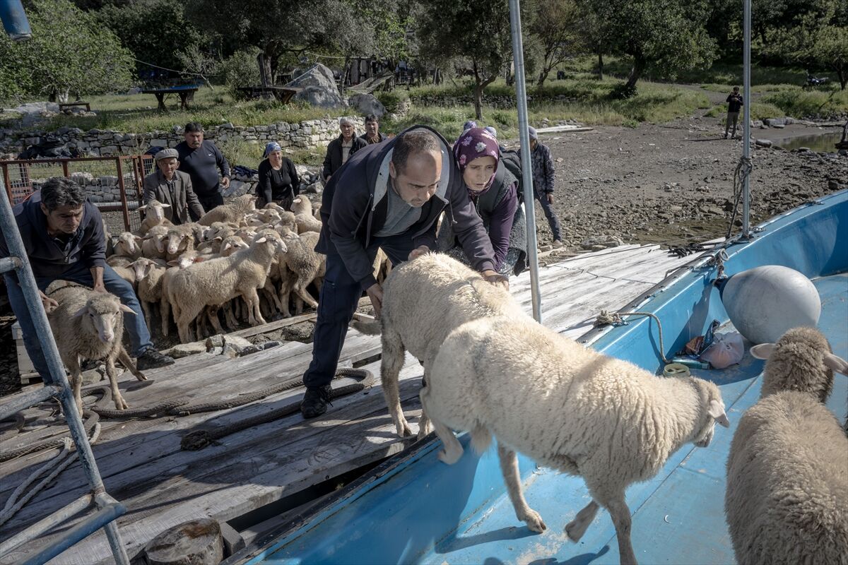Çobanlar Denizli Göç Yolu Koyunlar Teknenin Içinde Duruyor (6)
