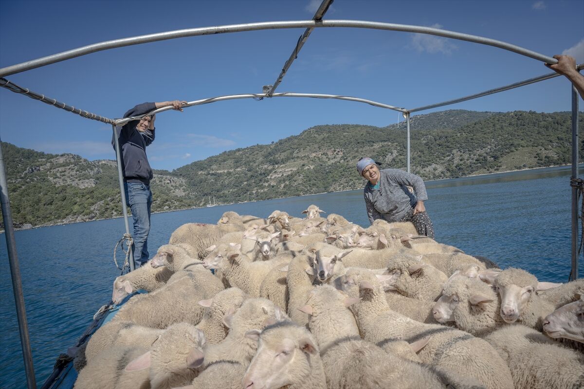 Çobanlar Denizli Göç Yolu Koyunlar Teknenin Içinde Duruyor (9)