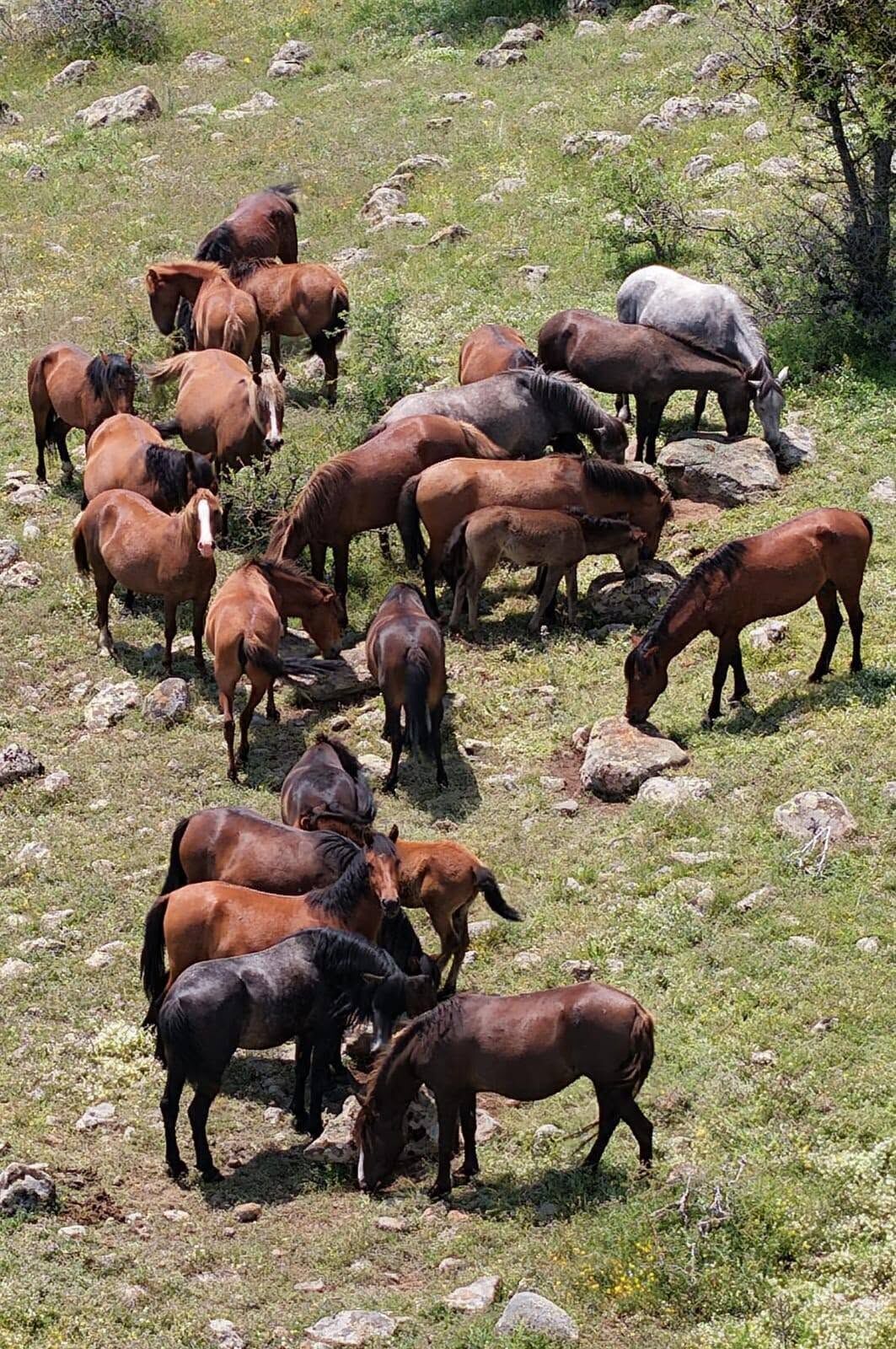 Yılkı Atları