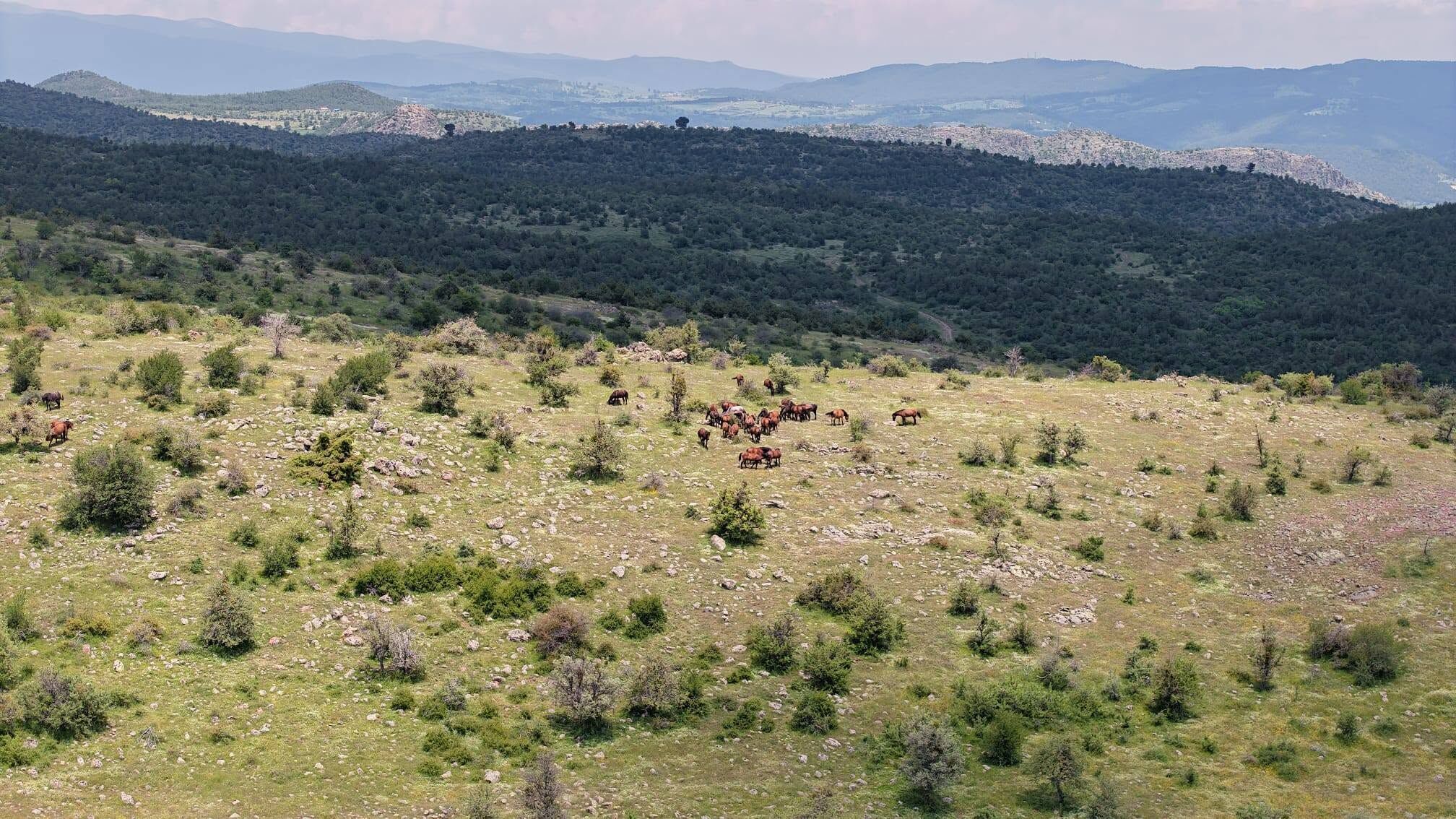 Yılkı Atları44444