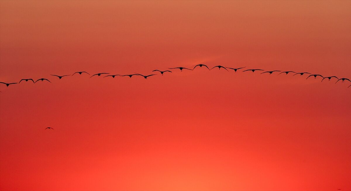 Gediz Flamingo (26)