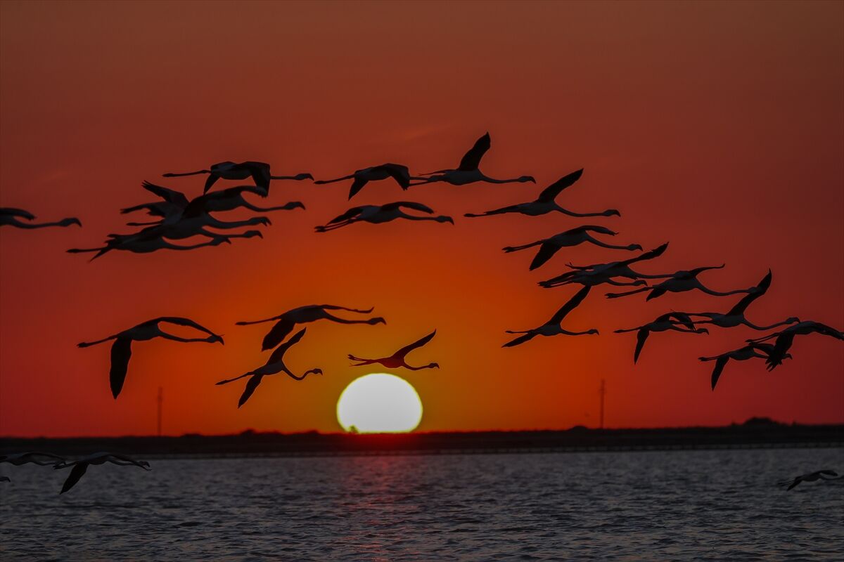 Gediz Flamingo (27)