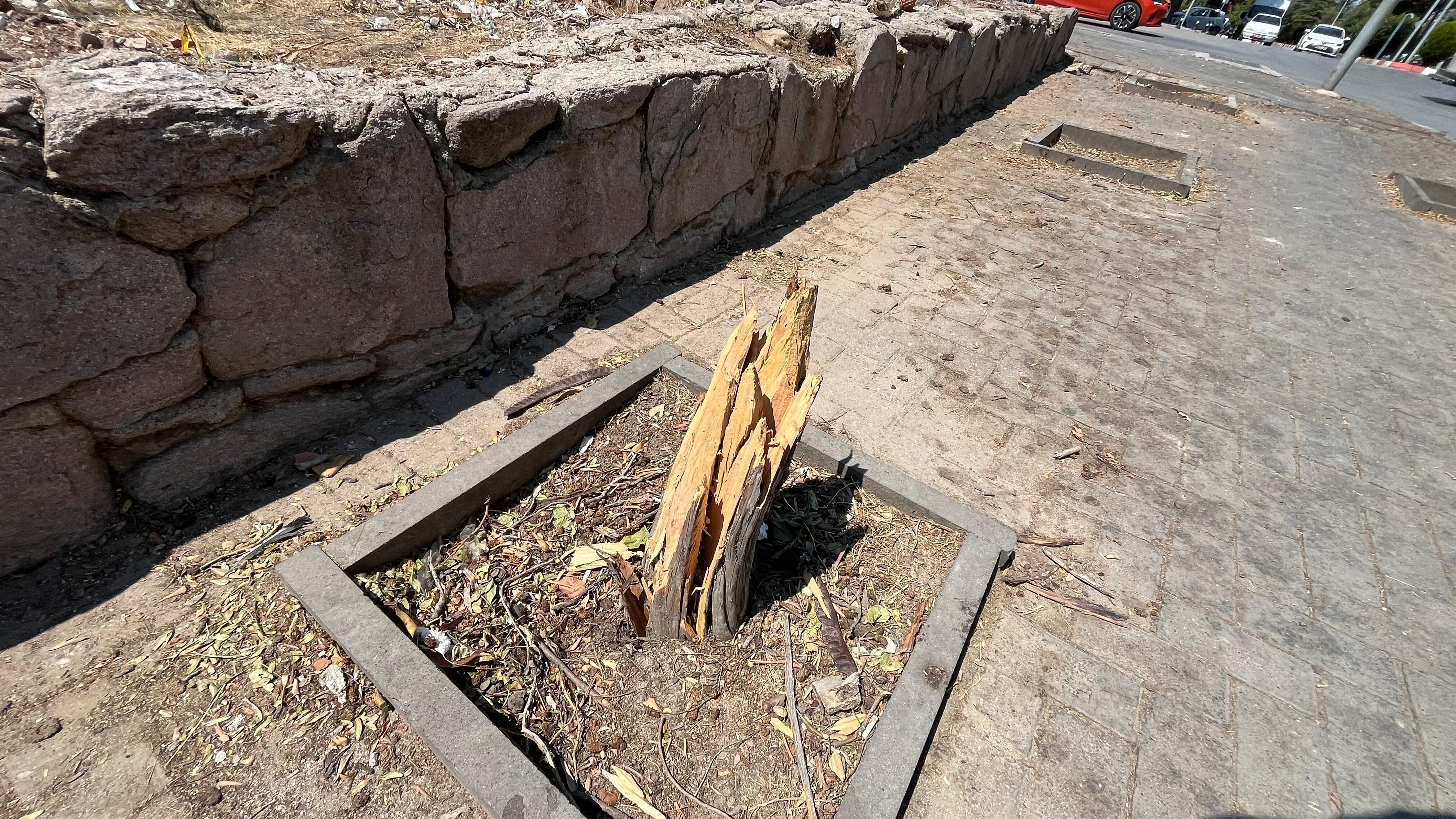 Ağaç Kesimi Uğur Mumcu Caddesi (4)