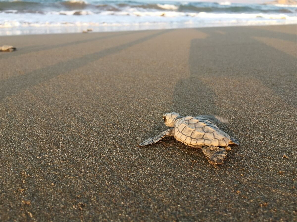 Caretta caretta “Azimut”, Sarıgerme sahilinde 37 yavruyla neslini sürdürdü