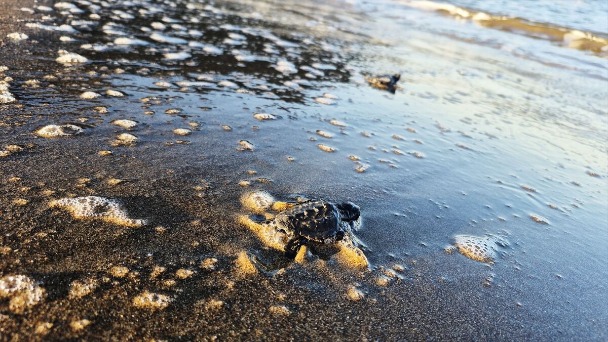 İztuzu'nda yaklaşık 30 bin caretta caretta yavrusu denize ulaştı