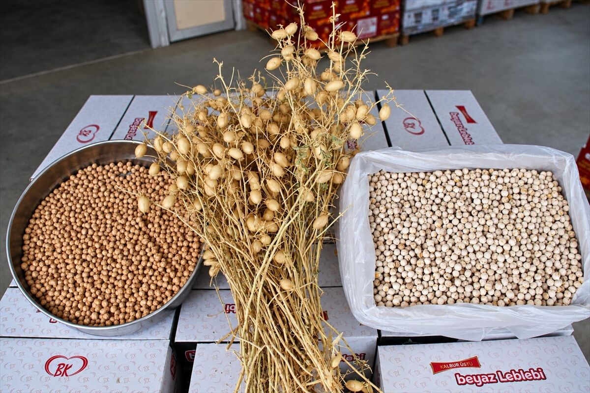 Denizli'nin Borsa20 nohuduyla leblebi üretimine geçildi