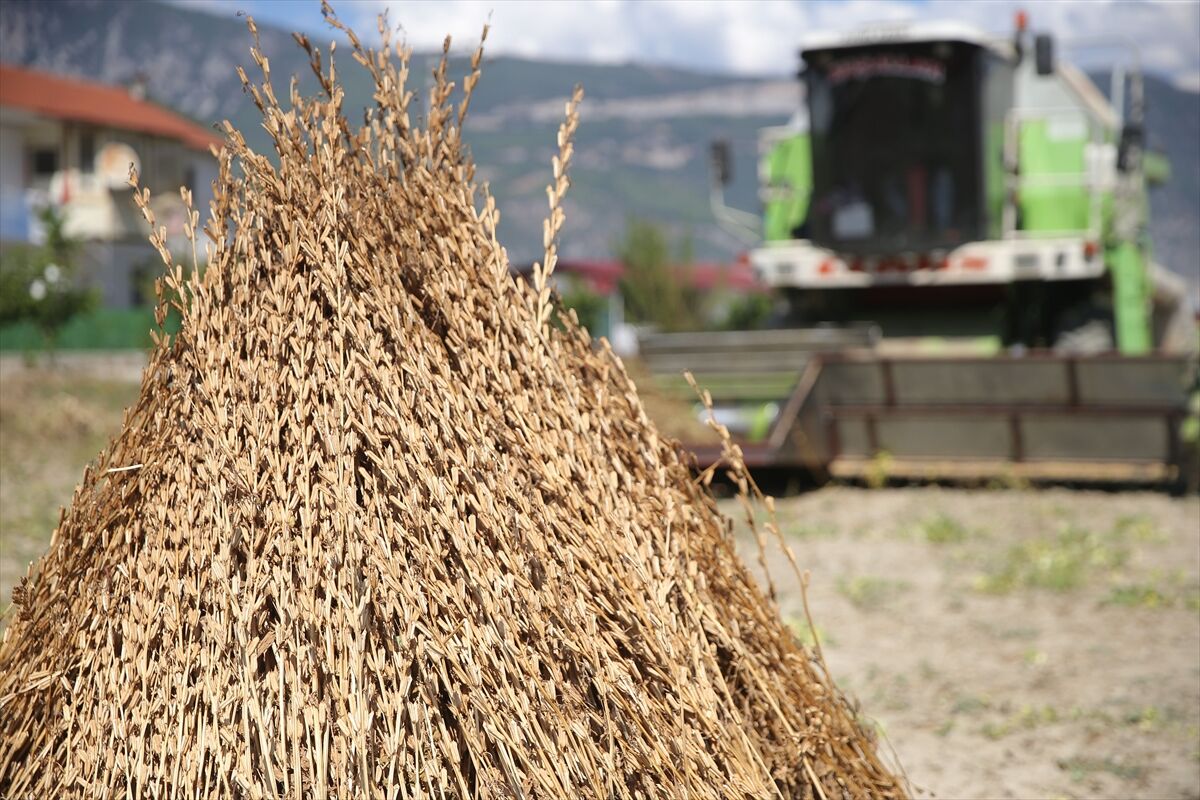Deli Memet rüzgarıyla lezzet kazanan Gökova susamı için hasat dönemi