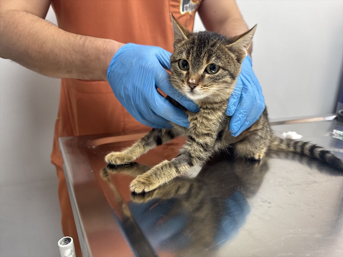 Kütahya’da ölmek üzereyken sokakta bulunan kedi, Afyon’daki ameliyatla kurtuldu