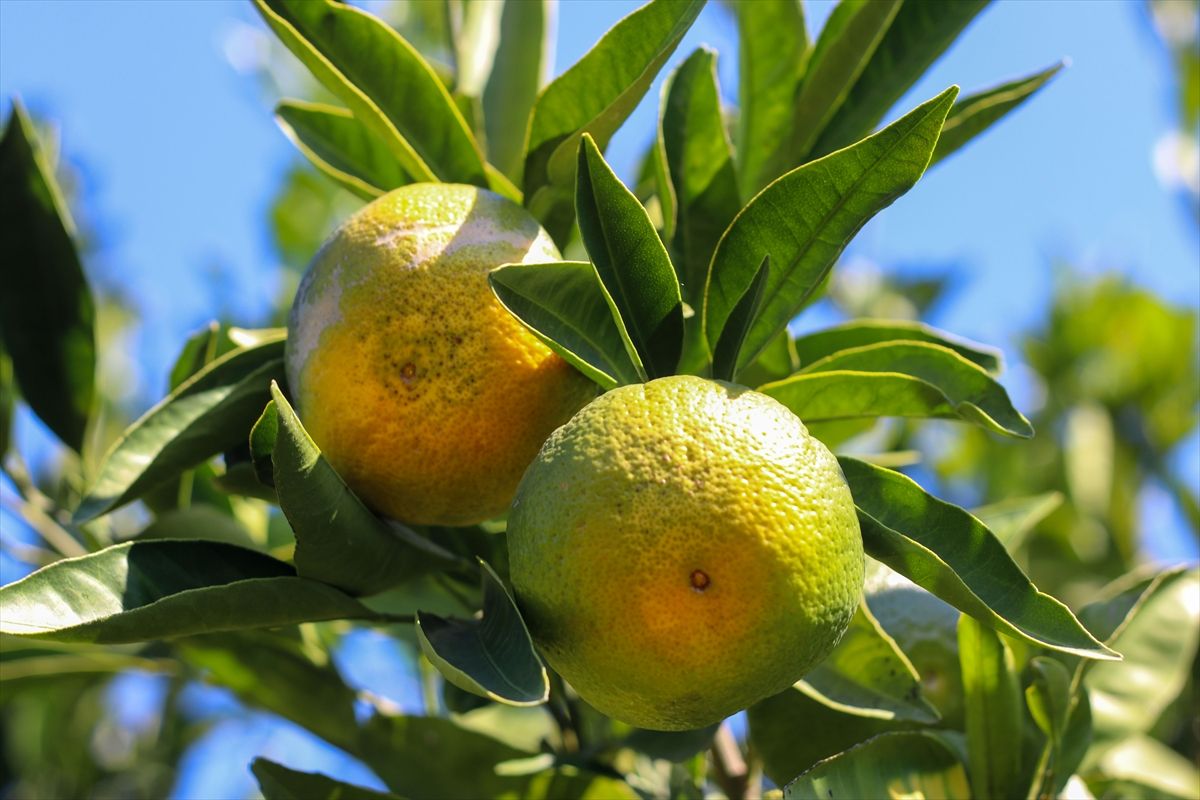 Mandalina (5)
