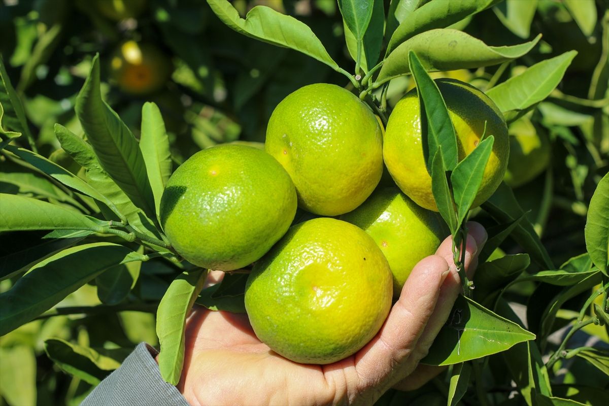 Mandalina (7)