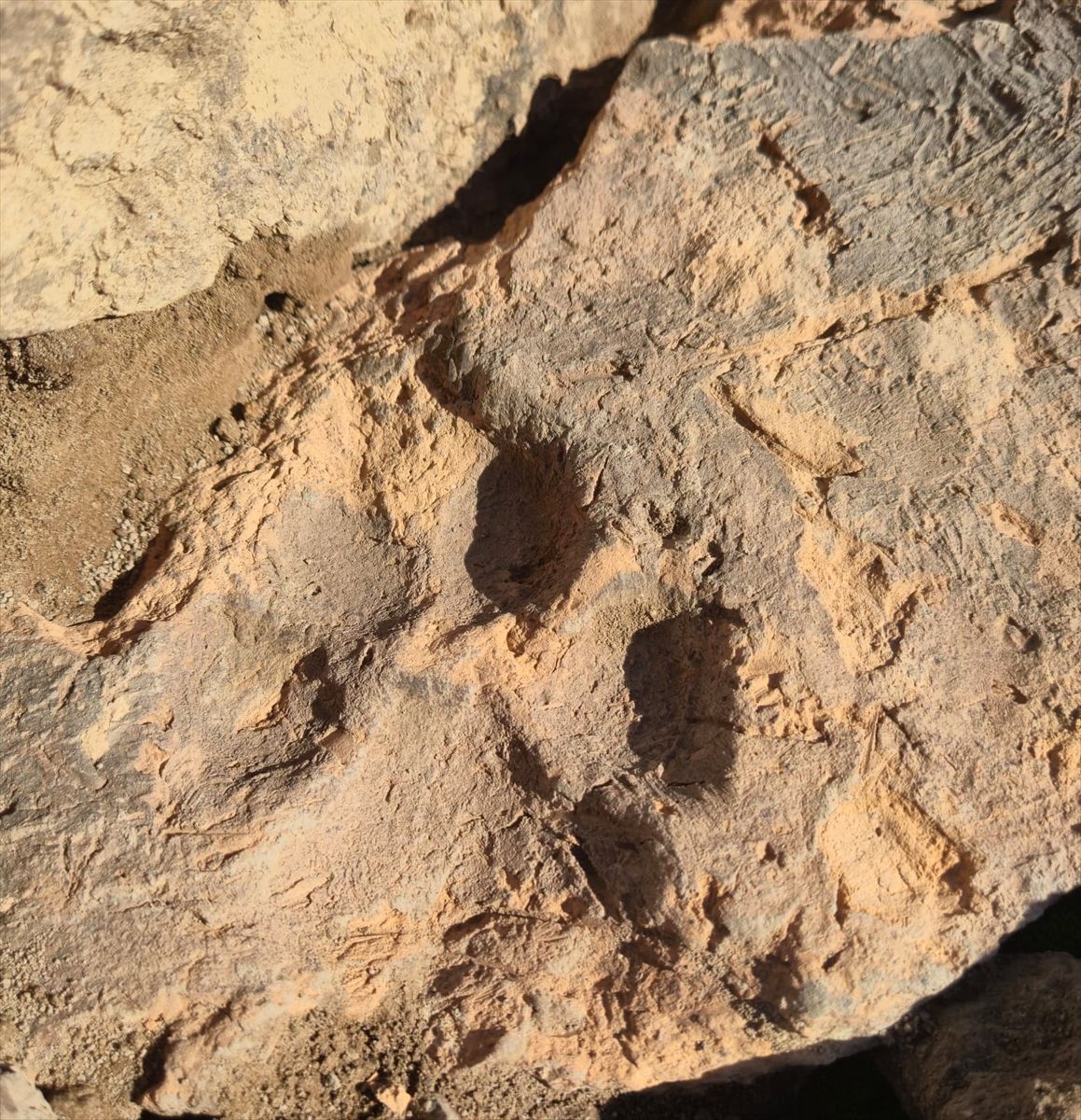 Taşvanli Höyük Pati̇ (4)