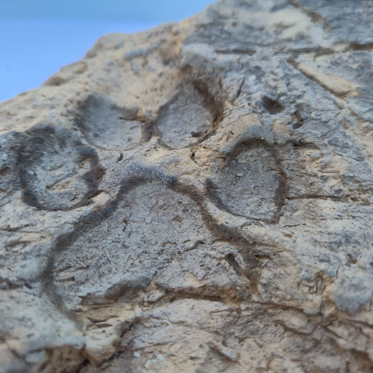 Taşvanli Höyük Pati̇ (5)